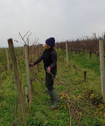 Tirage des bois à Palaka