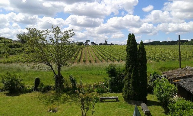 Fronsac et Canon Fronsac au Chateau Franc Capet La parcelle Canon Fronsac